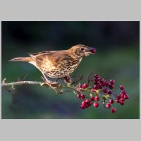 2017 2nd Derrick Stow- song thrush